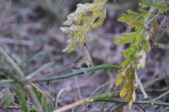 Eurema daira sidonia