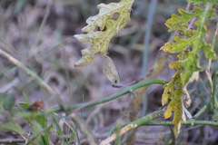 Eurema daira sidonia