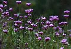 Centranthus macrosiphon