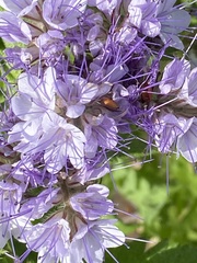 Phacelia tanacetifolia
