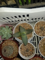 Pleiospilos