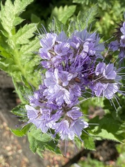 Phacelia tanacetifolia