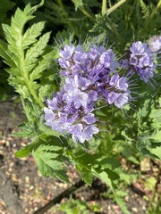 Phacelia tanacetifolia