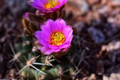 Sclerocactus glaucus