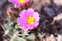 Sclerocactus glaucus
