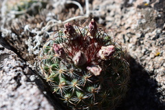 Sclerocactus glaucus