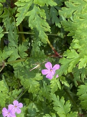 Geranium robertianum