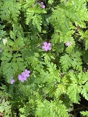Geranium robertianum