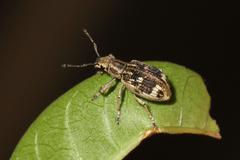 Brachystylodes pilosus