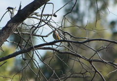 Lichmera indistincta ocularis