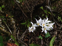 Dendrobium barbatulum