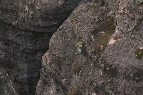 Foto de Rosa-de-pedra