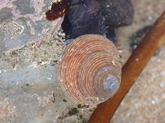 Calliostoma ligatum