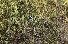 Malurus cyaneus cyanochlamys