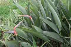 Strelitzia reginae