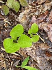 Pyrola elliptica