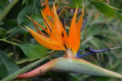 Strelitzia reginae