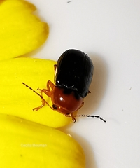 Cryptocephalus rufipes