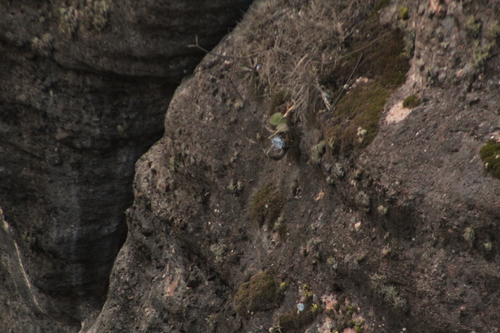Foto de Rosa-de-pedra