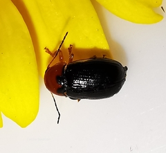 Cryptocephalus rufipes