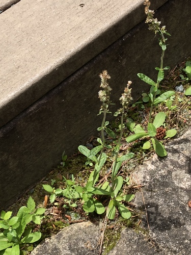Gamochaeta purpurea iNat (2)