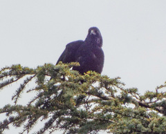 Corvus corone