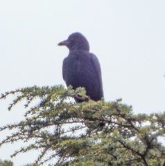 Corvus corone