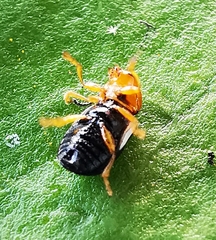 Cryptocephalus rufipes