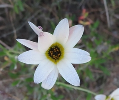 Arctotis schlechteri