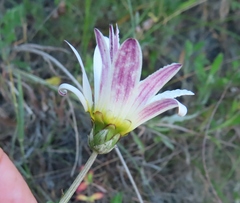 Arctotis schlechteri