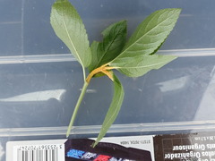 Melampsora rostrupii