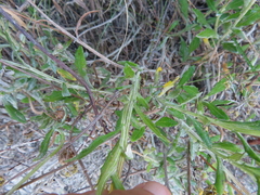 Arctotis schlechteri