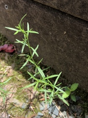 Eupatorium hyssopifolium