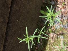Eupatorium hyssopifolium