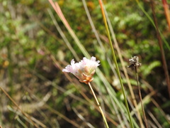 Armeria macrophylla
