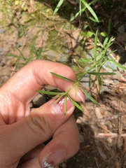 Eupatorium hyssopifolium