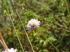 Armeria macrophylla
