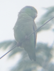 Forpus coelestis