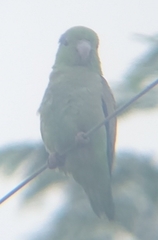 Forpus coelestis