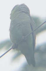 Forpus coelestis