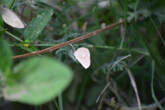 Eurema daira sidonia