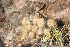 Mammillaria dixanthocentron