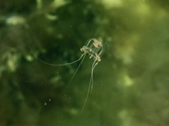 Catablema vesicarium