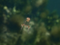 Catablema vesicarium