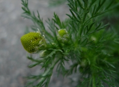 Matricaria discoidea
