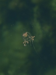 Catablema vesicarium