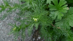 Matricaria discoidea