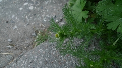 Matricaria discoidea