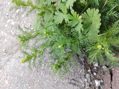 Matricaria discoidea