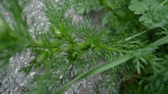 Matricaria discoidea